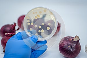 Salmonella/ E coli bacteria isolated and cultured in a bacterial plate from red onion