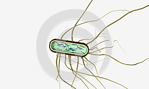 Es un nombre de grupo de bacterias 