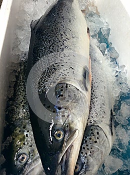 salmonfish