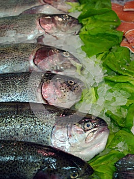 Salmons photo