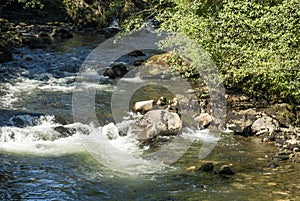 Salmons in Ketchikan Creek River