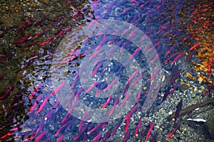 Salmons spawning in river photo