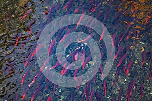 Salmons spawning in river photo