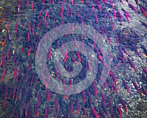 Salmons spawning in river