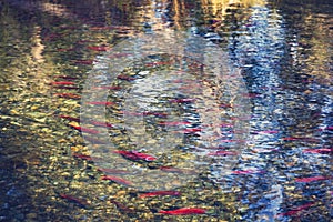 Salmons spawning in river photo
