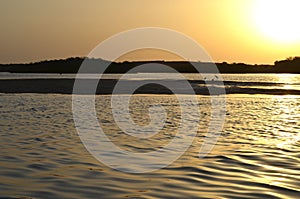 Mangrove forests in the Saloum river Delta area, Senegal, West Africa photo