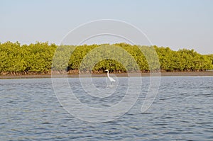 Mangrove forests in the Saloum river Delta area, Senegal, West Africa photo