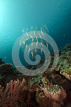 Salp and tropical reef in the Red Sea. photo
