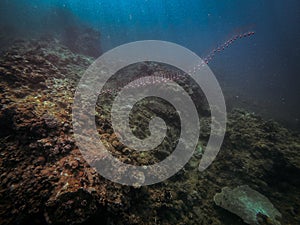 Salp underwater photo