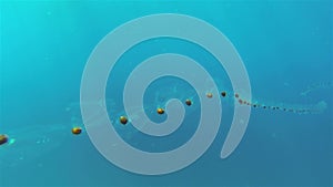 Salps Plankton In Long Jellyfish Chain Underwater In Ocean Sea Current Phillipines