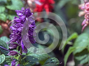 Salva salsa purple flower photo