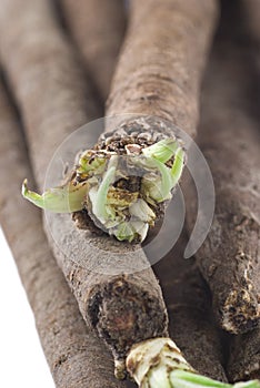 Salsify