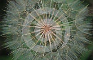 Salsify