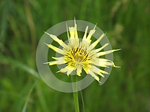 Salsify