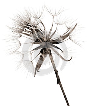 Salsify autumnal seedhead, monochrome