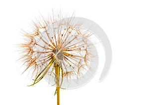 Salsify or Dandelion Seed