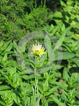 Salsify in the garden