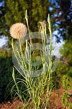 Salsify spring grassy plant in field close-up, big dandelion