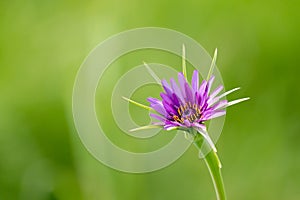 Salsify Tragopogon porrifolius flower