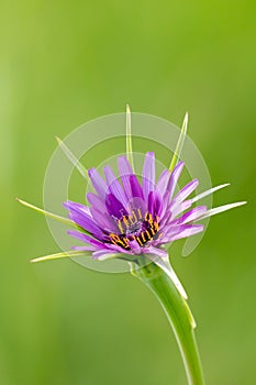 Salsify Tragopogon porrifolius flower