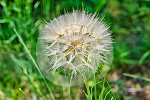 Salsify Tragopogon porrifolius. A large dandelion looking seedhead called Yellow Goats Beard also known as Western Salsify.