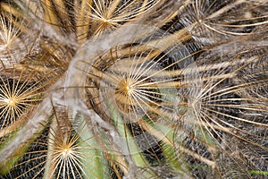 Salsify Tragopogon porrifolius. A large dandelion looking seedhead called Yellow Goats Beard also known as Western Salsify.