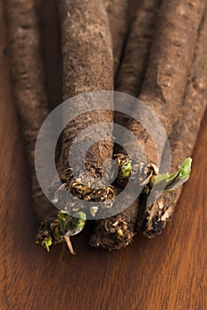 Salsify vegetables on wood