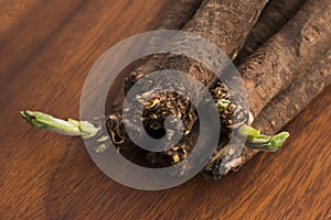 Salsify vegetables on wood
