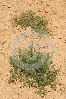 Salsola Kali,Allergens Plants