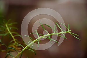 Salsola komarovii / Bassia scoparia photo