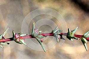 Salsola soda, Opposite-leaved saltwort,Barilla plant