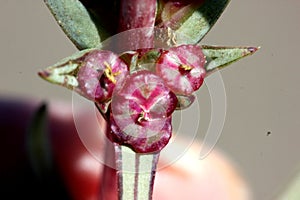 Salsola soda, Opposite-leaved saltwort,Barilla plant