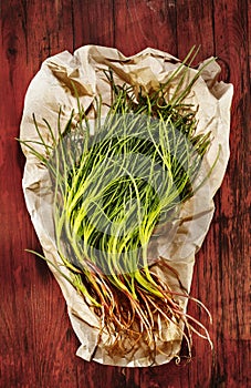 Salsola soda vegetable