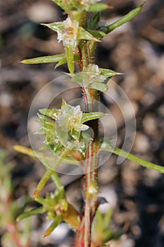 Salsola tragus, Chenopodiaceae