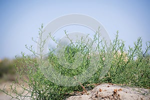 Salsola tragus, Salsola ruthenica. Wild plant shot in summer