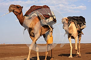 Salt Camels of the Afar People the Danakil Depression, Ethiopia, East Africa
