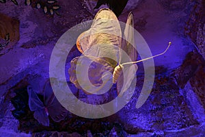 Salt cave in Iwonicz-Zdroj. Poland