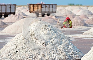 Salt collecting in salt farm