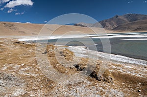 Salt covered plants and banks of Tso Kar lake, Ladakh, India