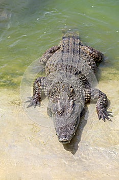 The salt crocodile swimming on the river near canal