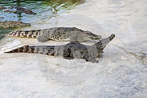 The salt crocodile swimming on the river near canal