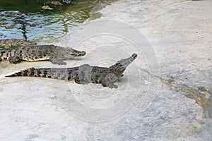 The salt crocodile swimming on the river near canal