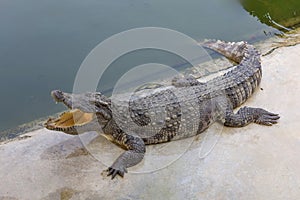 The salt crocodile swimming on the river near canal