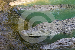 The salt crocodile swimming on the river near canal