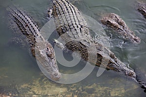 The salt crocodile swimming on the river near canal