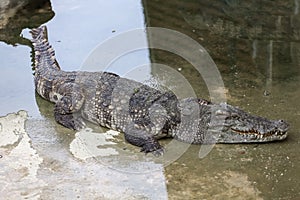 The salt crocodile swimming on the river near canal