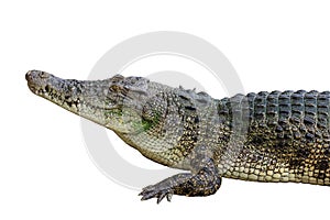 The salt crocodile on white background have path