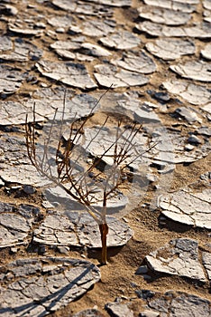 A salt crust