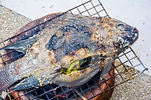 Salt-Crusted Grilled Fish