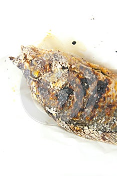 Salt crusted grilled nile tilapia fish